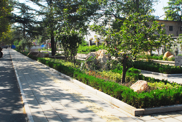 小区东边景观改建绿化后